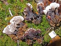 Image Associated With the Occurrence