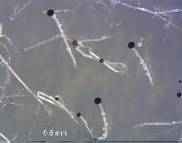Pilaira anomala image