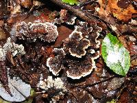 Phellodon plicatus image