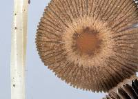 Parasola auricoma image
