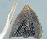 Coprinellus truncorum image