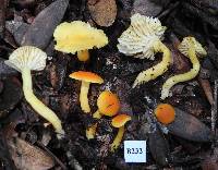 Thumbnail image of current specimen