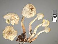 Leucocoprinus cepistipes image