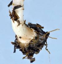 Coprinellus flocculosus image