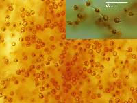 Thumbnail image of current specimen