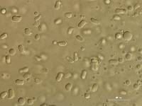 Thumbnail image of current specimen