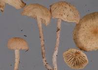 Gymnopus subpruinosus image
