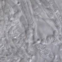 Lachnum apalum image