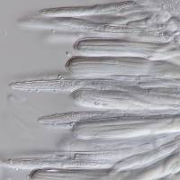 Lachnum apalum image