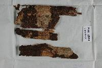 Media resource of Bionectria kowhai