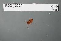 Media resource of Gymnoglossum ferrugineum