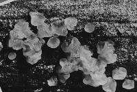 Dacrymyces stillatus image