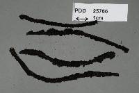 Media resource of Antennatula triseptata