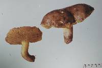 Suillus brevipes image