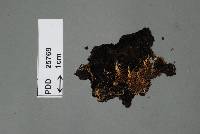 Media resource of Antennatula fraserae