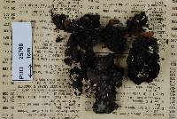 Media resource of Antennatula dingleyae