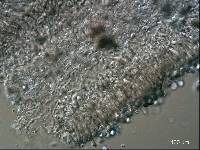 Thumbnail image of current specimen