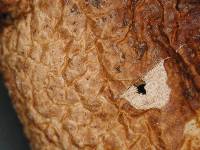 Thumbnail image of current specimen