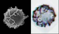 Thumbnail image of current specimen