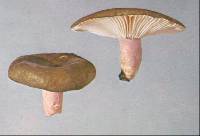 Thumbnail image of current specimen