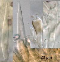 Thumbnail image of current specimen