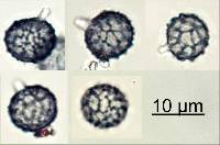 Thumbnail image of current specimen