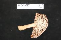 Thumbnail image of current specimen