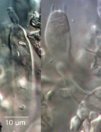 Russula albolutescens image