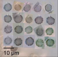 Thumbnail image of current specimen
