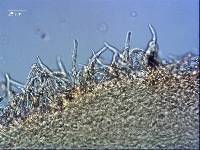 Thumbnail image of current specimen
