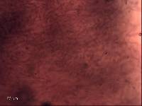 Thumbnail image of current specimen