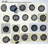 Thumbnail image of current specimen