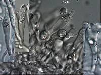 Thumbnail image of current specimen