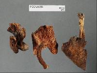 Lactarius sepiaceus image
