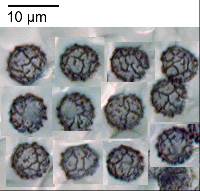 Thumbnail image of current specimen