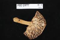 Thumbnail image of current specimen