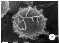 Thumbnail image of current specimen