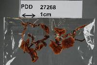 Cortinarius gemmeus image