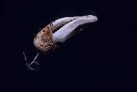 Pseudocolus fusiformis image