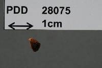 Thumbnail image of current specimen