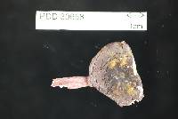 Russula macrocystidiata image