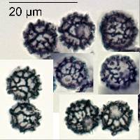 Thumbnail image of current specimen