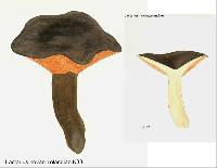 Thumbnail image of current specimen