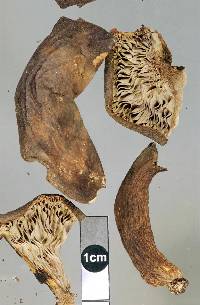 Thumbnail image of current specimen