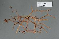 Media resource of Microbotryum dumosum