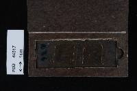 Media resource of Neotyphodium lolii