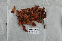 Coccomyces clavatus image