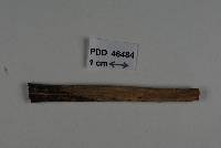 Bionectria epichloë image