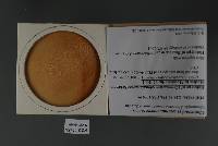 Media resource of Bionectria zelandiae-novae