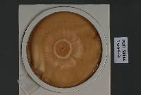 Media resource of Bionectria aureofulvella